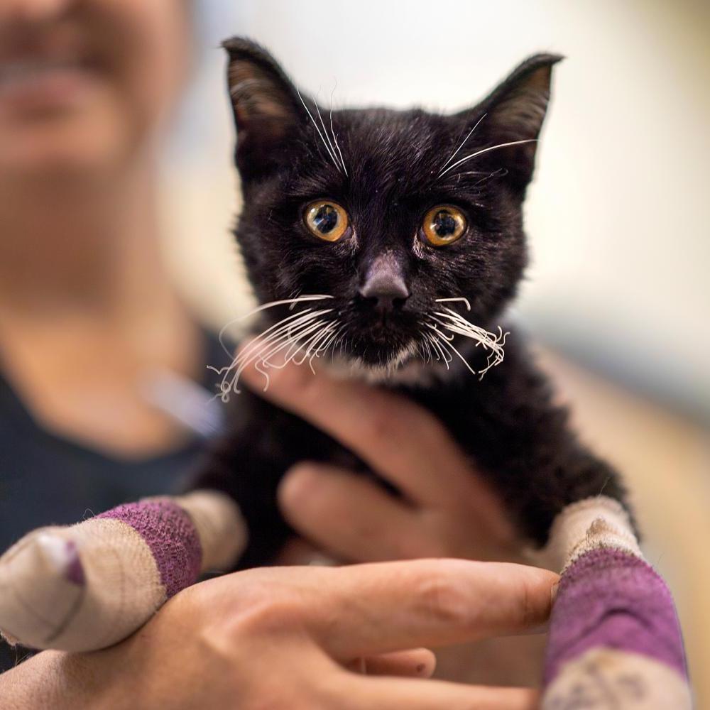 amjs澳金沙门的兽医杰米·佩顿微笑着把一只爪子缠着绷带的黑猫抱到镜头前拍照.