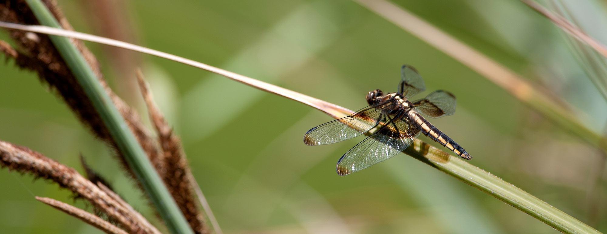 一只蜻蜓在一片草地上短暂休息