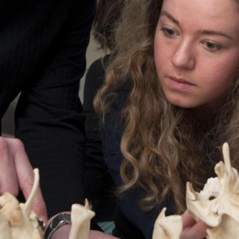 amjs澳金沙门研究骨骼的人类学学生