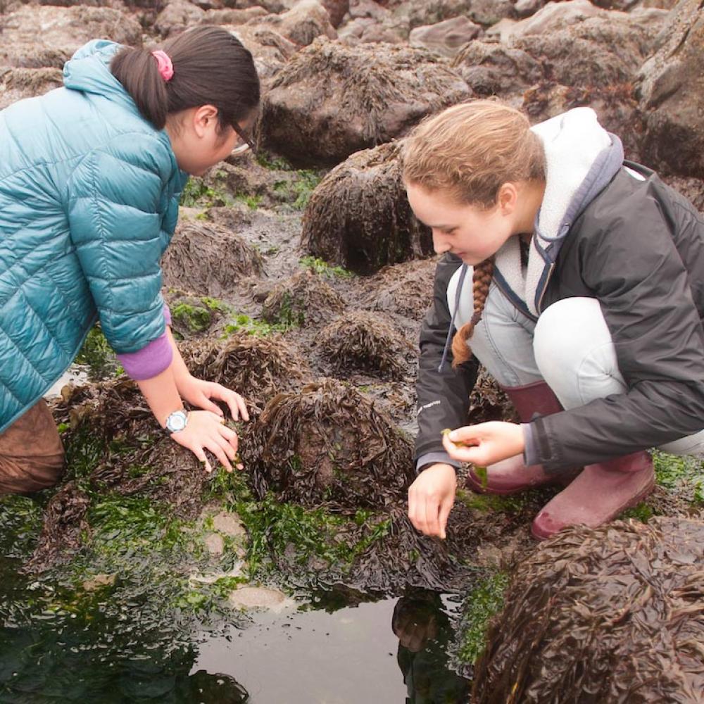 学生们在加州博德加湾检查潮汐池，寻找环境退化的迹象