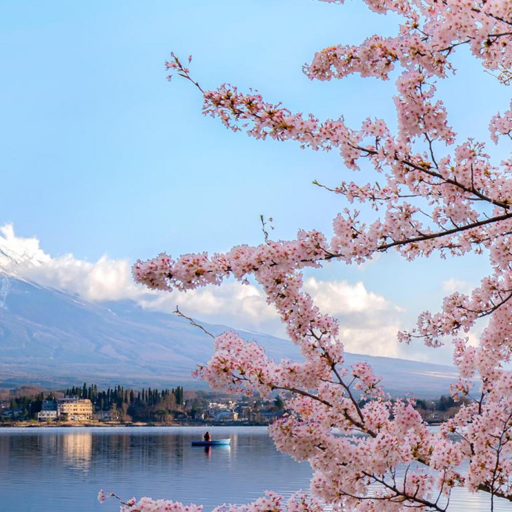 与山一起看樱花. 背景是富士